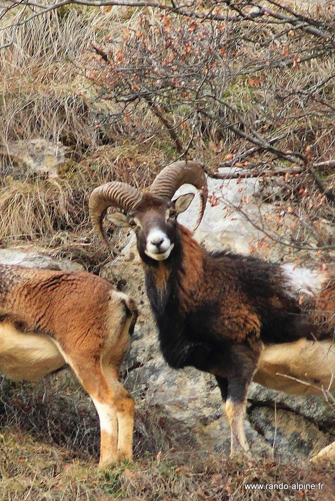 Mouflon male