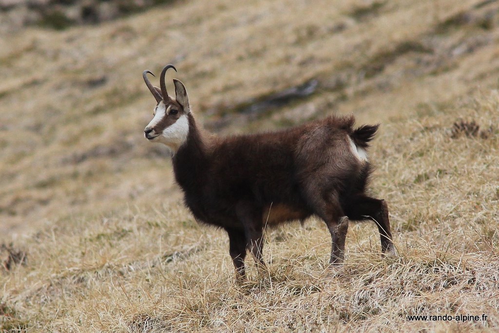 Chamois