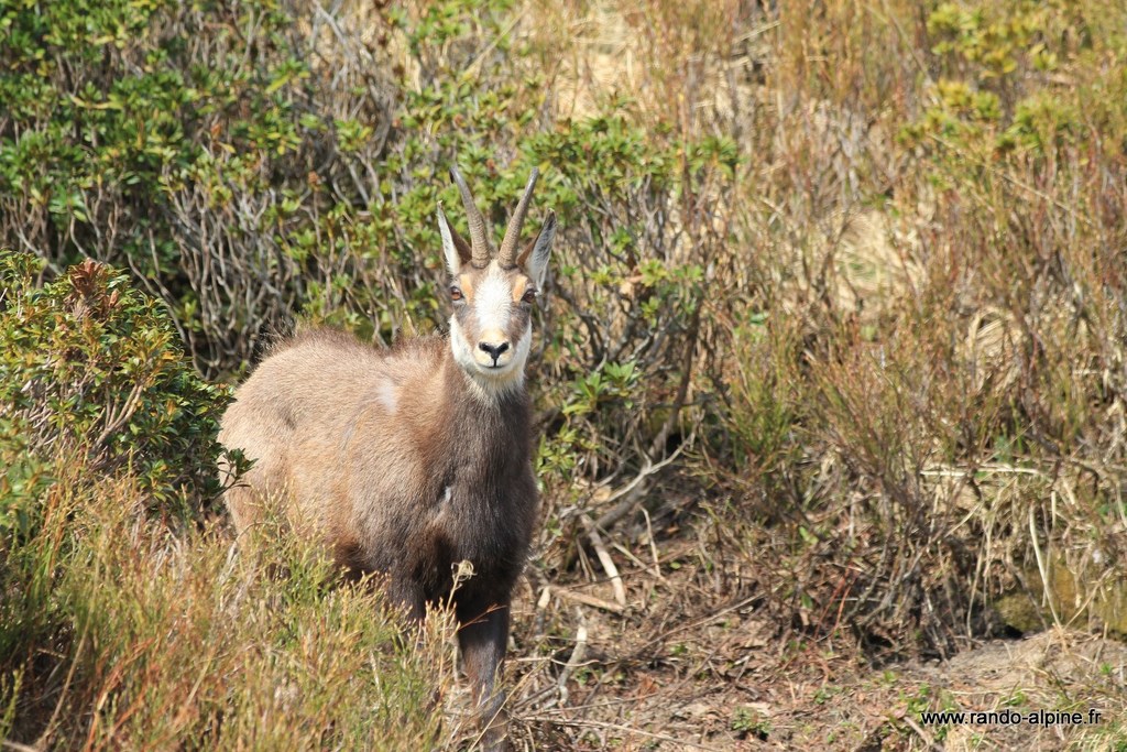 Chamois