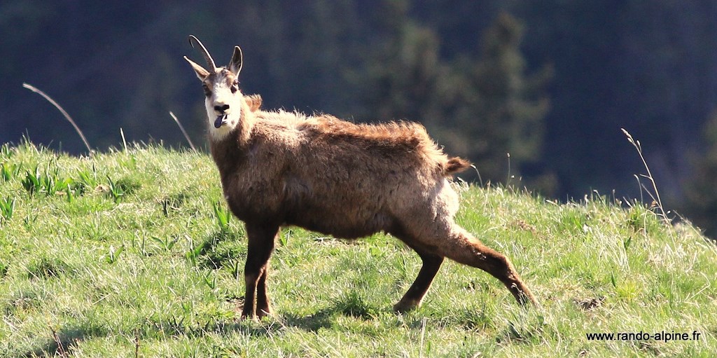 Chamois mono corne