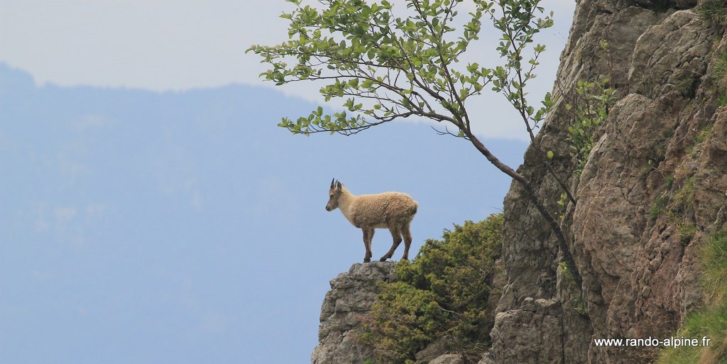 Cabri observateur