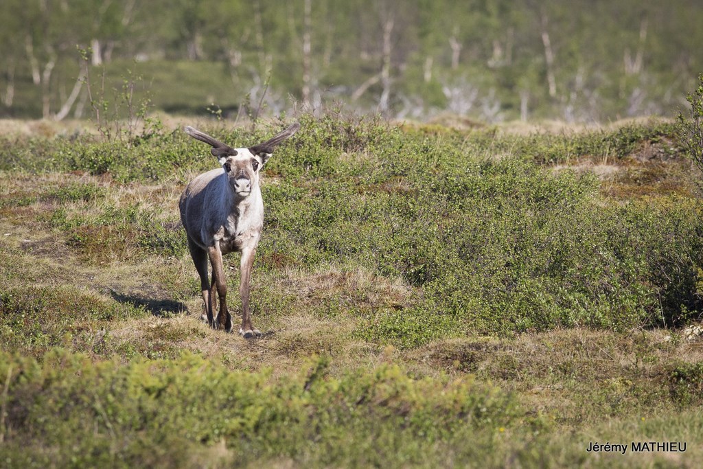 Laponie Suédoise Kungsleden Rennes
