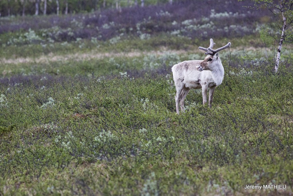 Laponie Suédoise Kungsleden Rennes