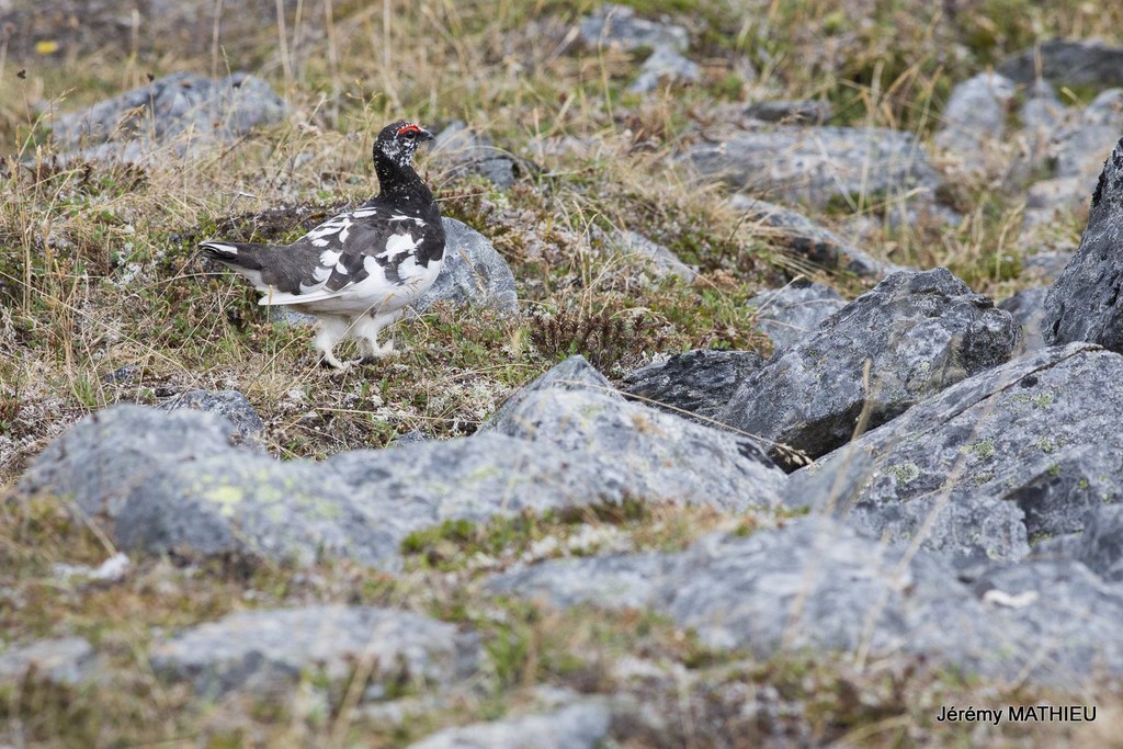 Laponie Suédoise Kungsleden lagopède