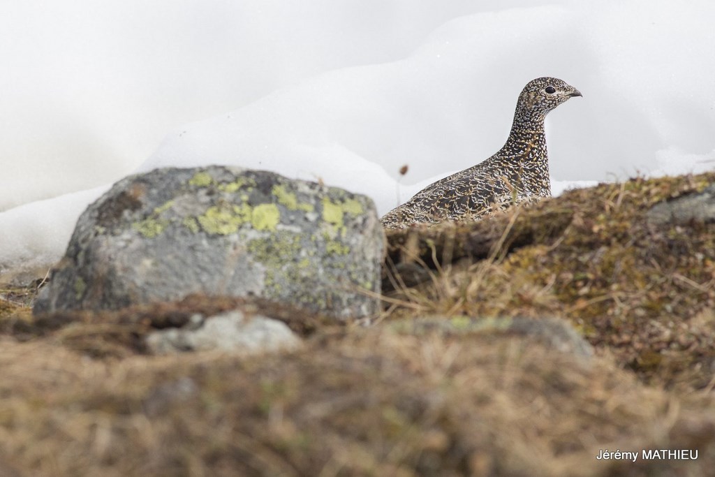 Laponie Suédoise Kungsleden lagopede