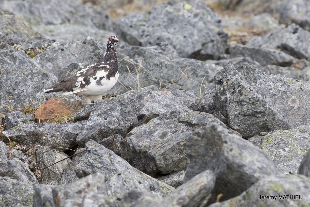 Laponie Suédoise Kungsleden lagopede