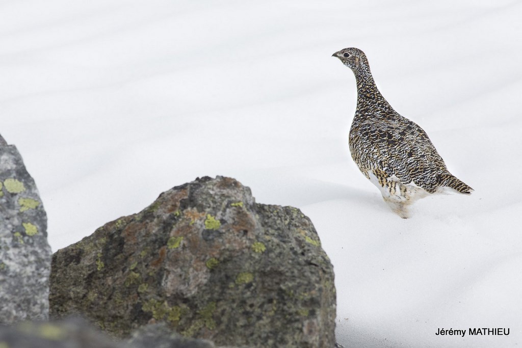 Laponie Suédoise Kungsleden lagopede