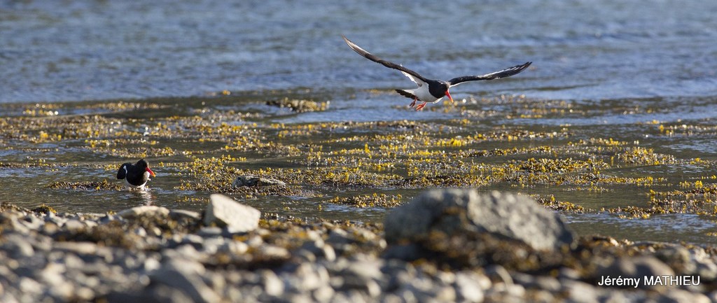 Laponie Suédoise Kungsleden faune