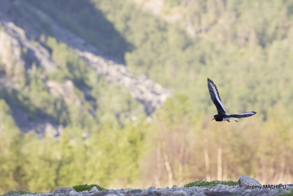 Laponie Suédoise Kungsleden oiseaux